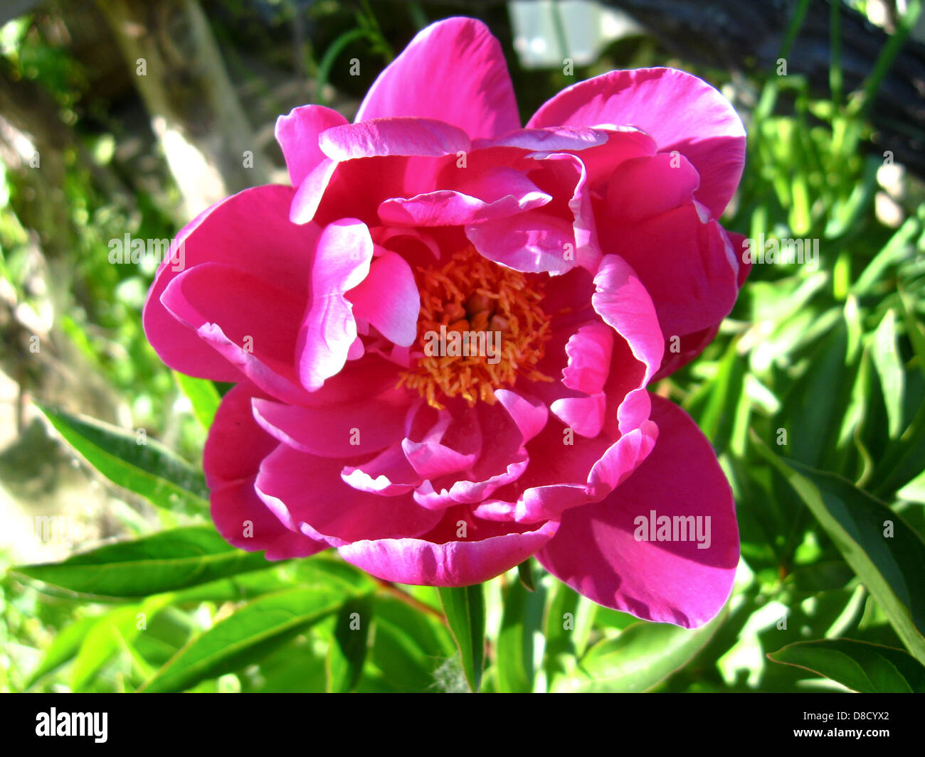 the image beautiful pink flower of peony Stock Photo - Alamy
