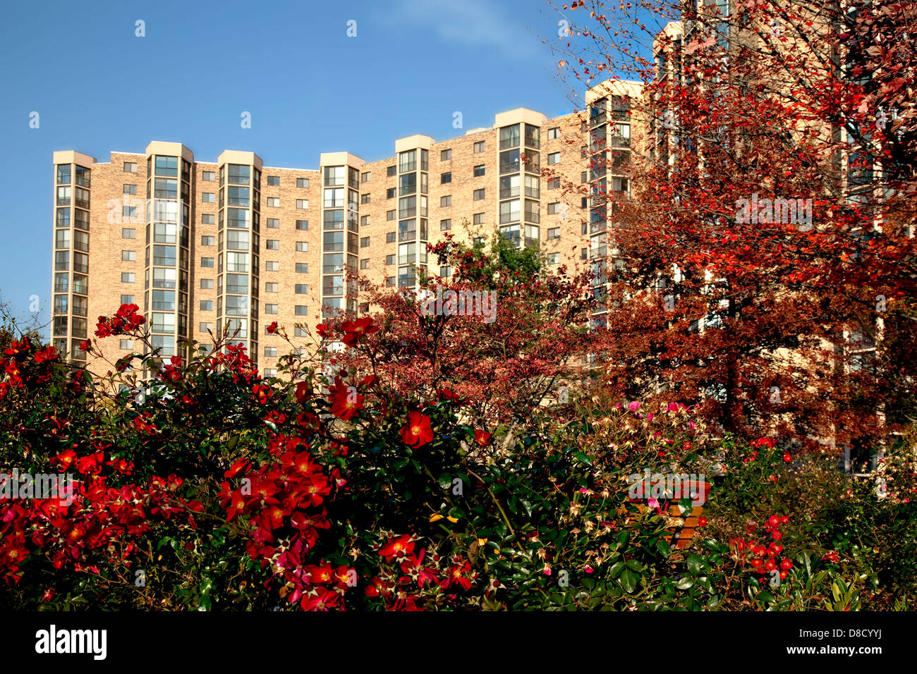 High rise apartment building and autumn red roses in a Northern