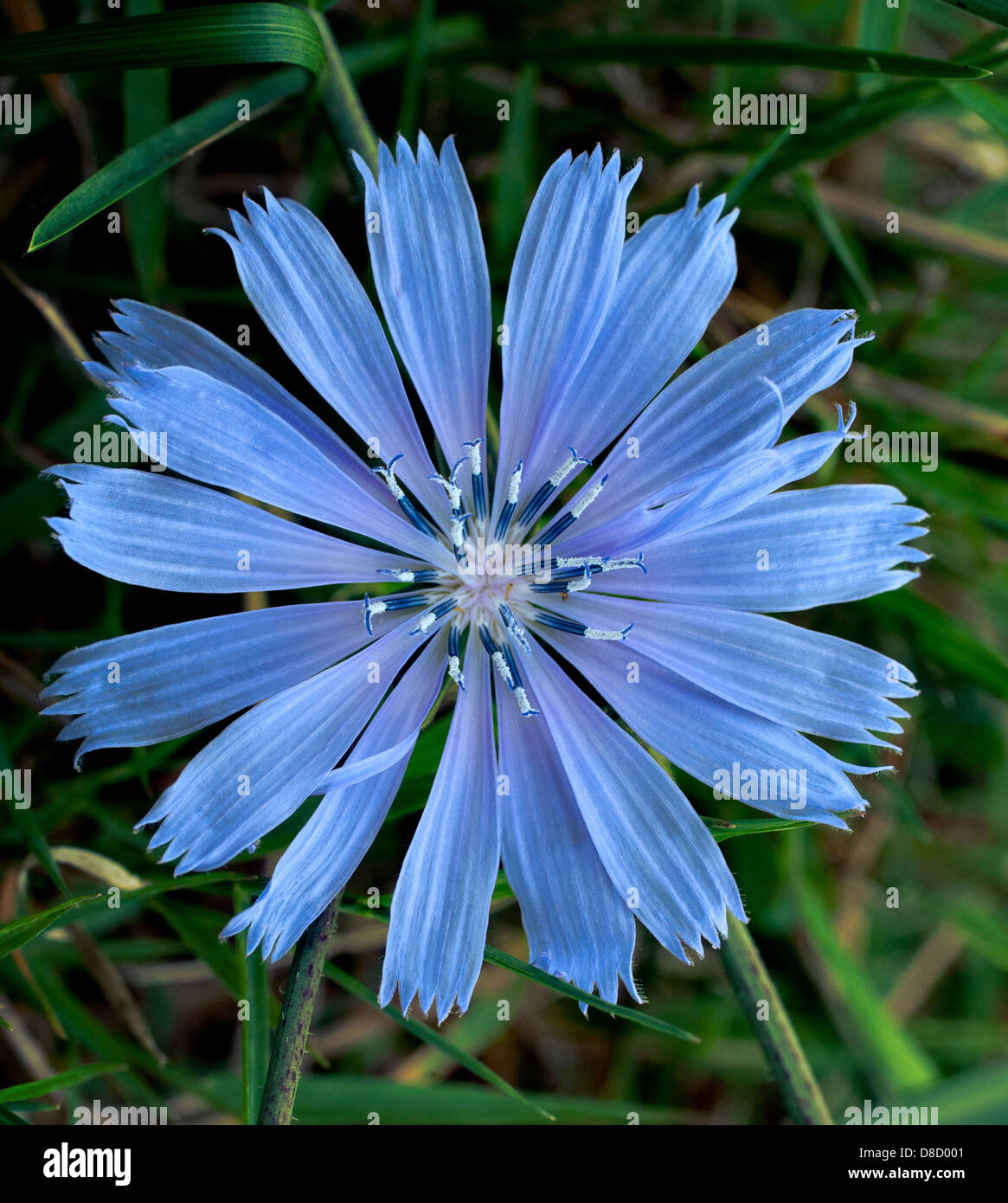Single perfect cornflower bloom seen headon, showing pistils and all