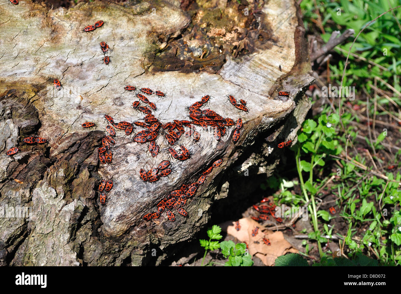 picture of a firebug colony on a cutoff tree trunk Stock Photo