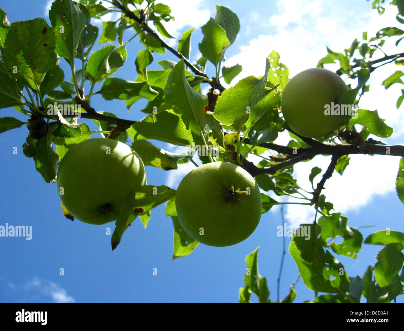 very tasty and ripe three apples hanging on the tree Stock Photo - Alamy