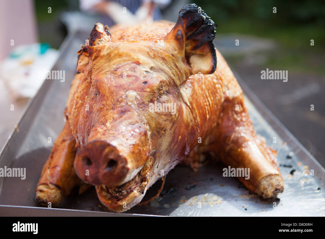 Hog Spit Roast Pig Head Summer BBQ Fate Stock Photo