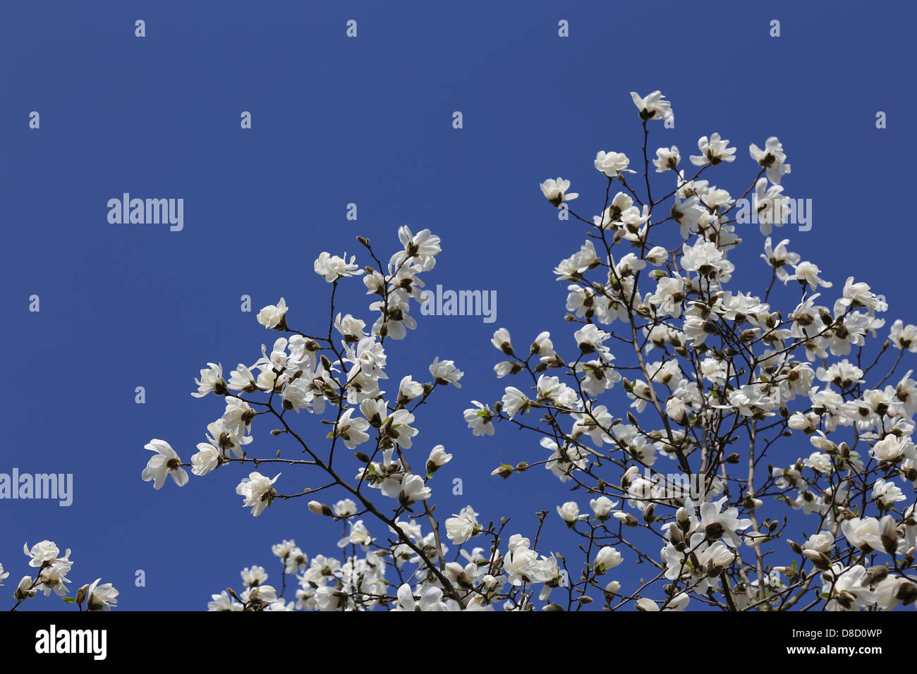 Magnolia tree against blue sky Stock Photo - Alamy