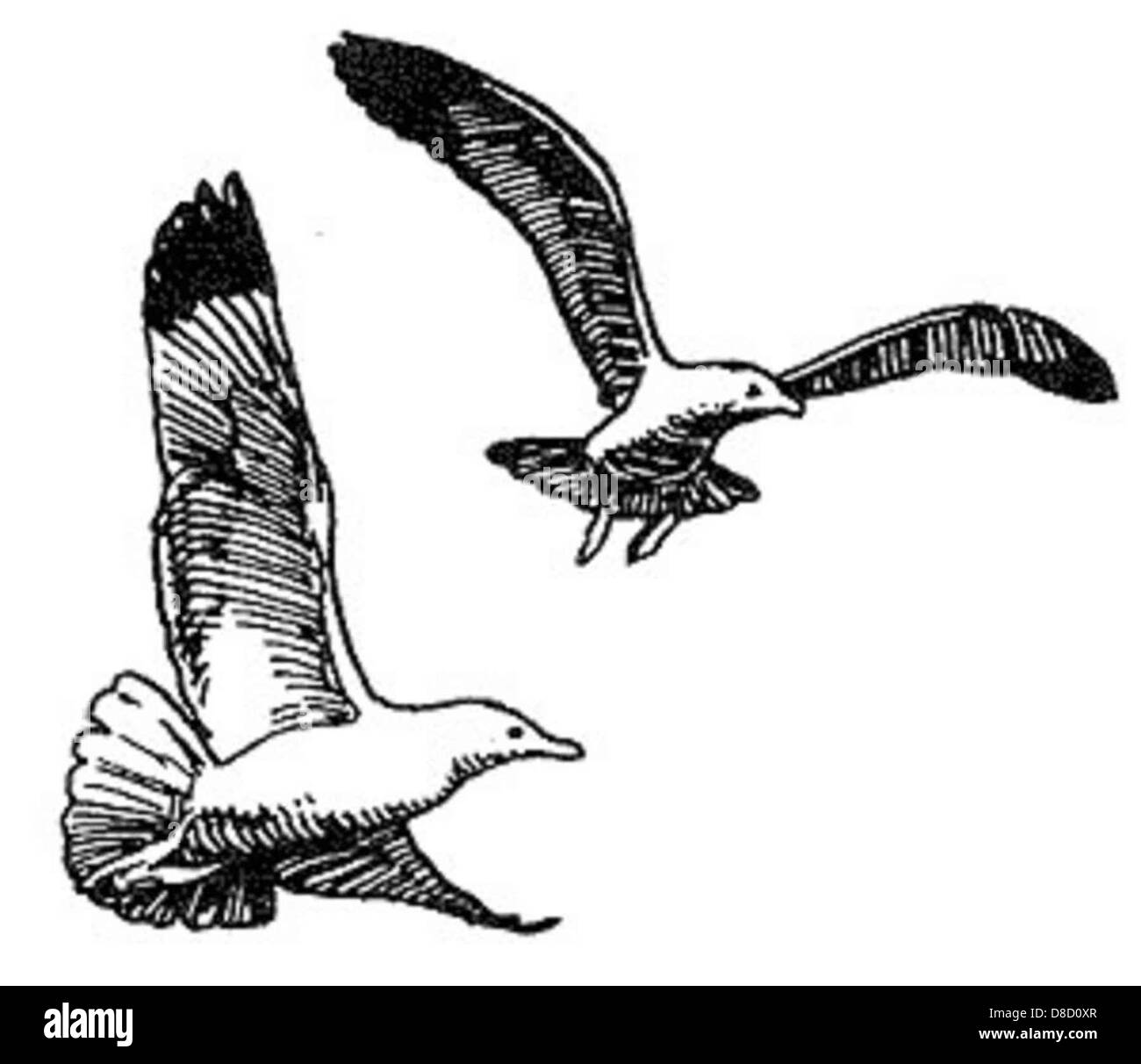 Herring gull line drawing art Stock Photo Alamy