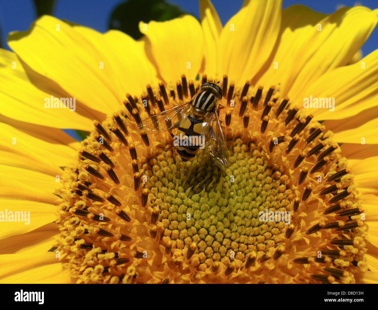 The yellow fly on a yellow sunflower on the sky background Stock Photo