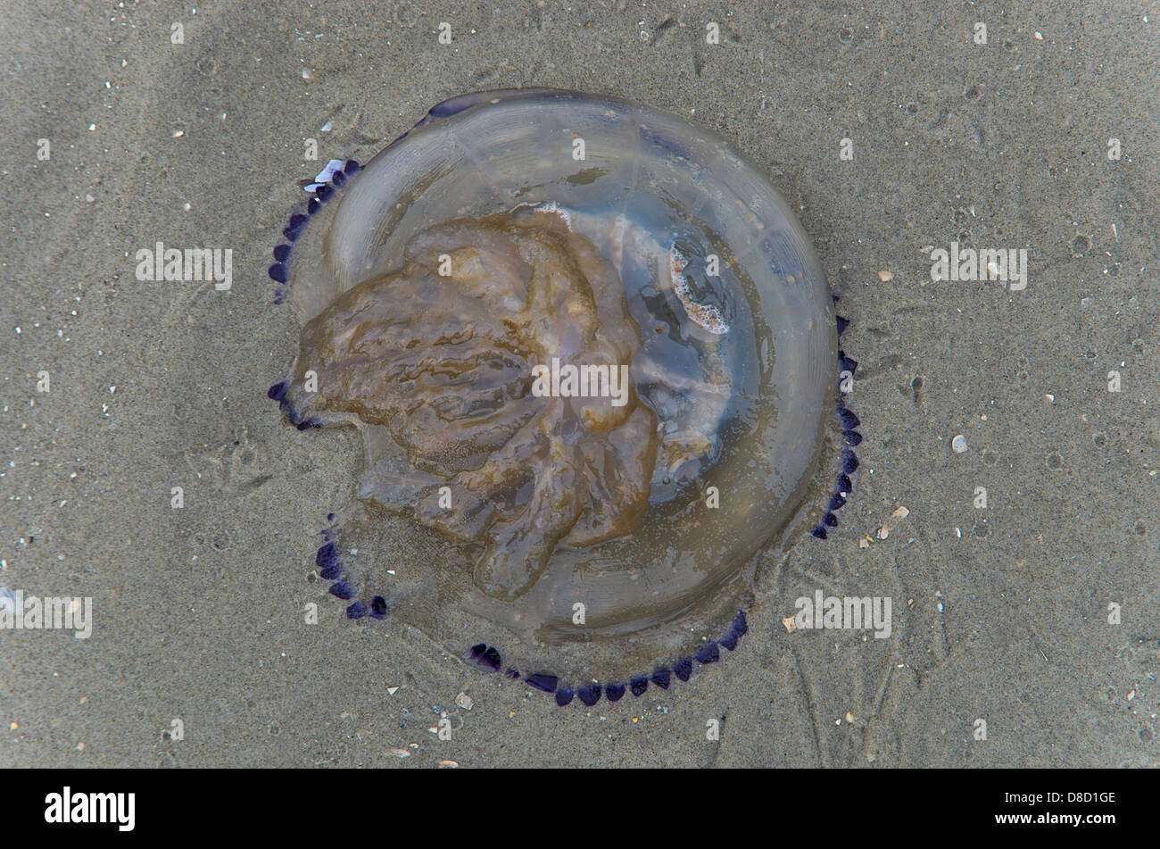 Blue nettle jellyfish Stock Photo