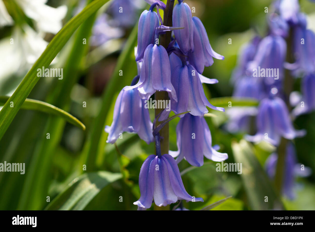 Close up of bluebells growing in an organic garden Stock Photo