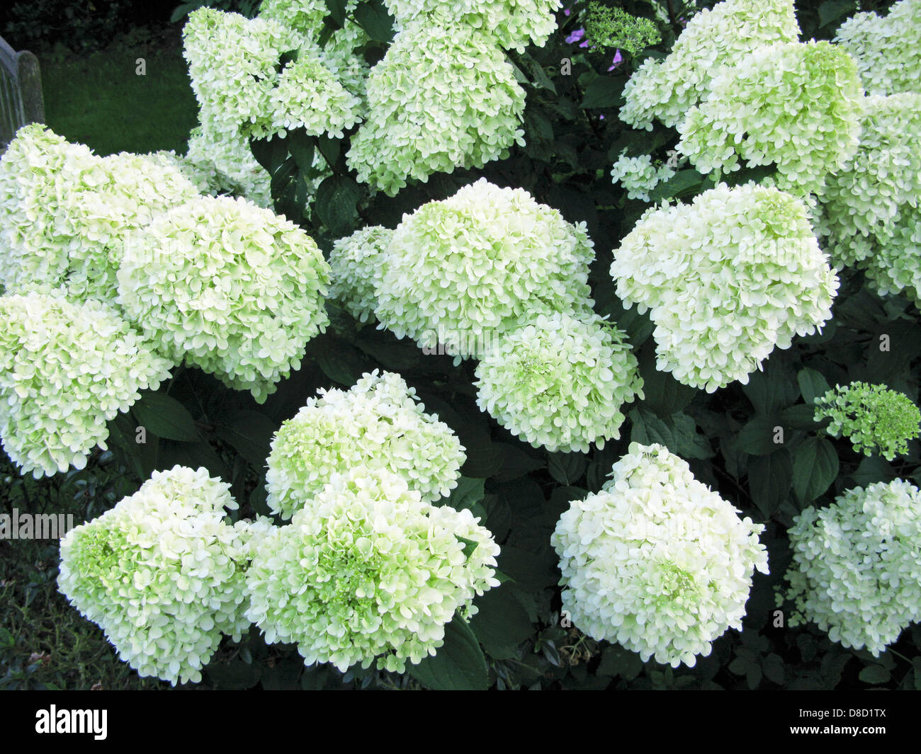 Hydrangea Shrub Paniculatum Limelight Growing In An Organic Garden Stock Photo Alamy