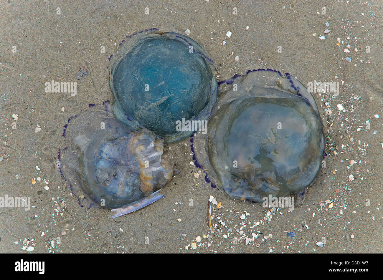 Blue nettle jellyfish Stock Photo