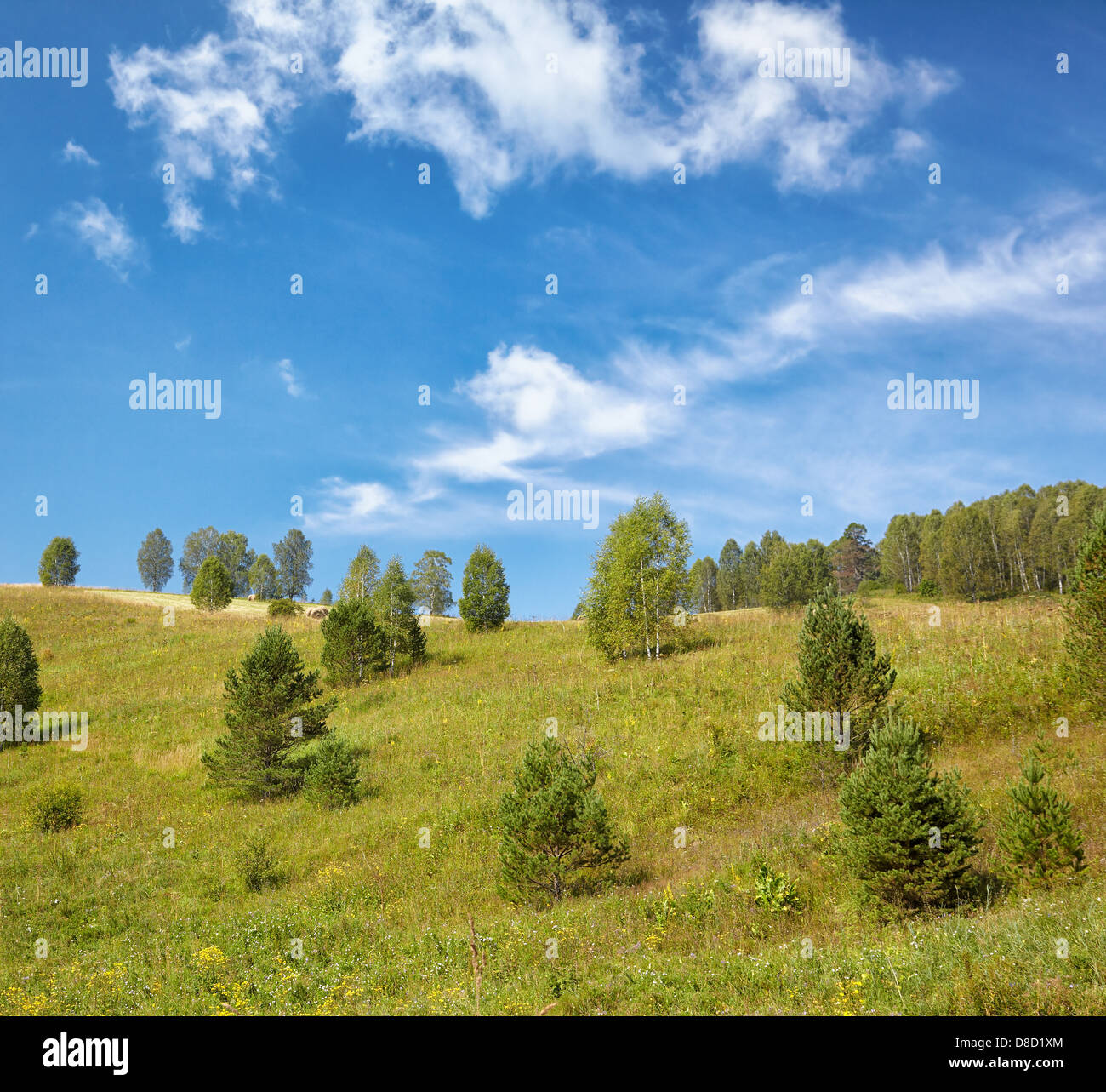 Summer Altai landscape with hills and meadows  Stock Photo
