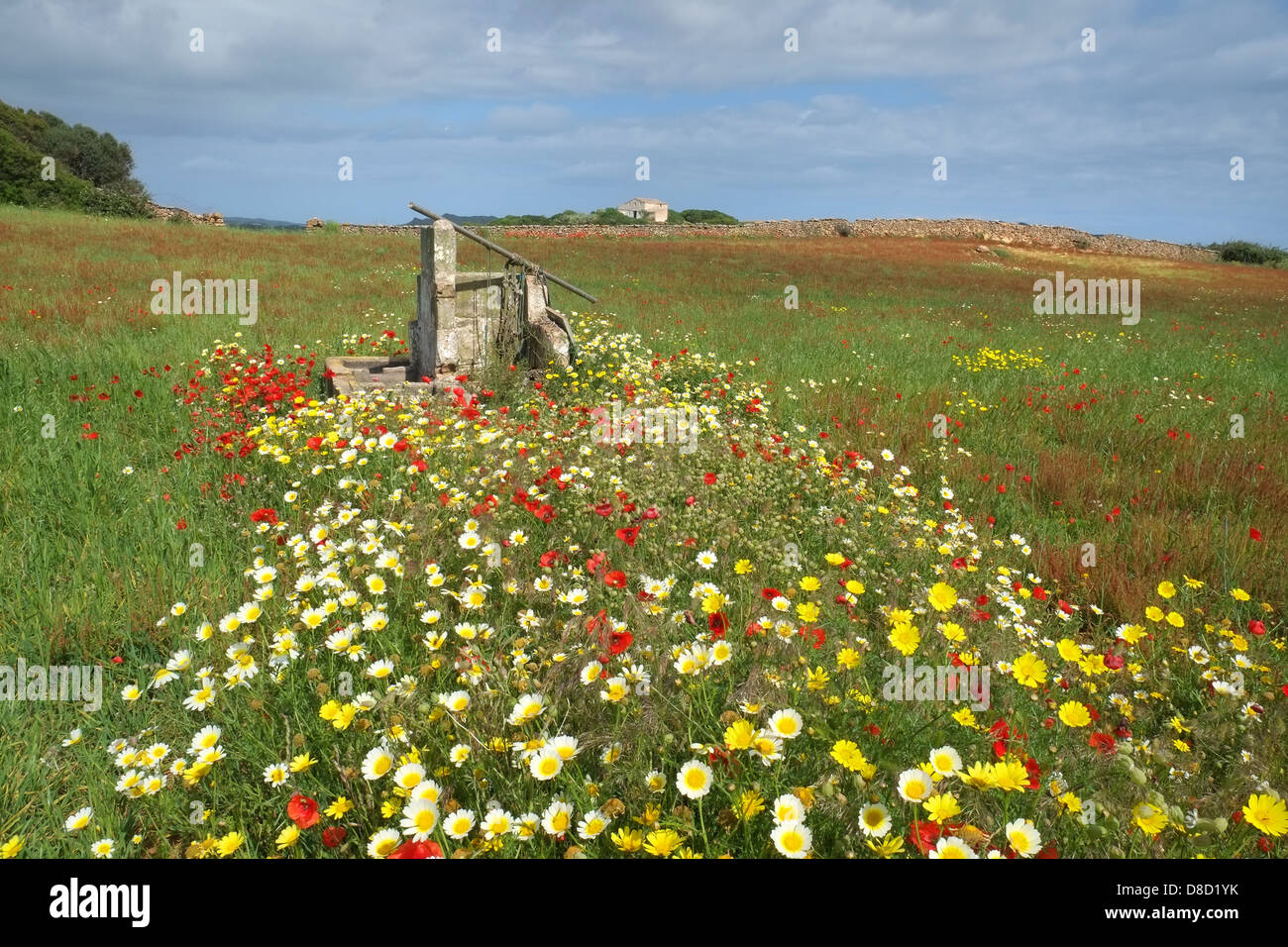 Poppies and flowers in a meadow in Menorca in spring Stock Photo