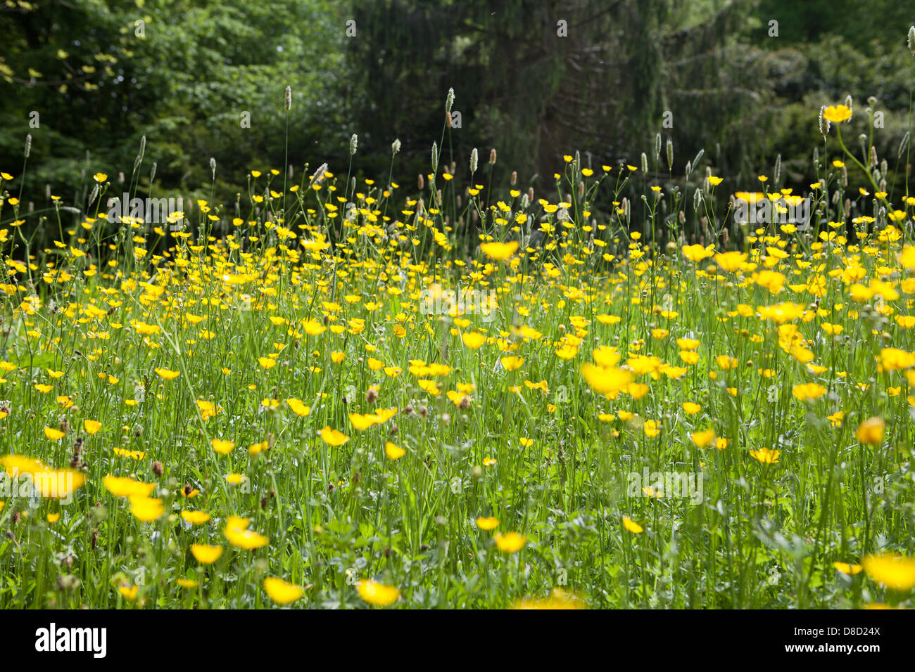 Forest Yellow Green Field Open Space Stock Photo