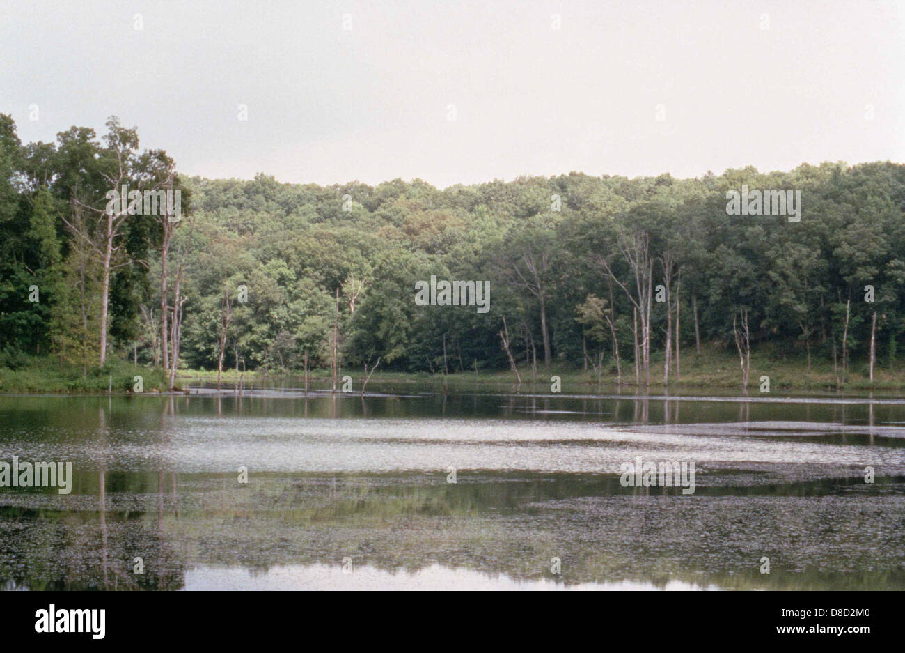 Mingo national park wetlands Stock Photo - Alamy