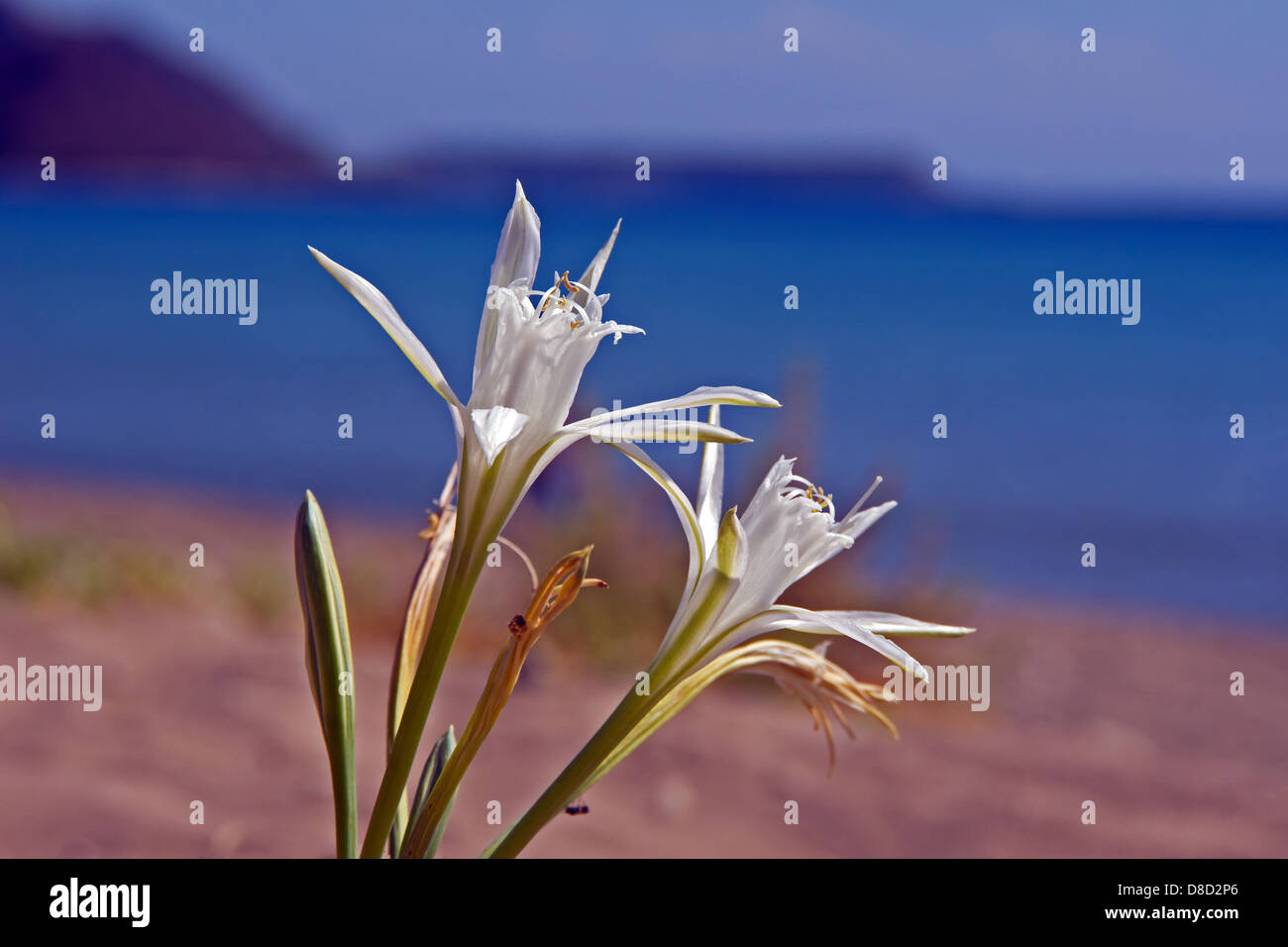 african lily on beach, Zakynthos island, Greece Stock Photo
