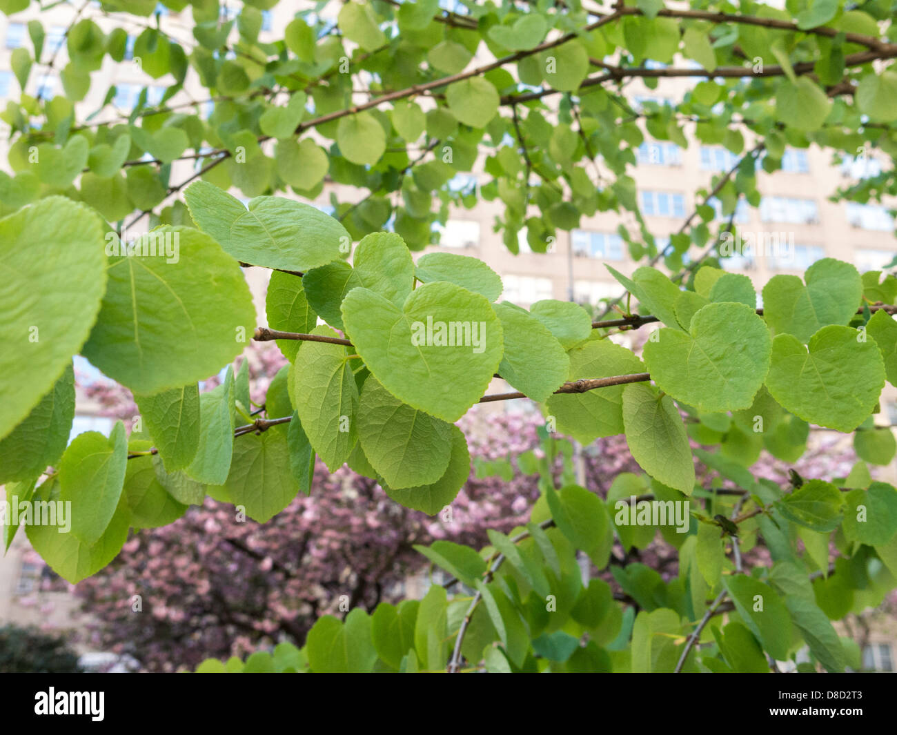 Linden Tree in Springtime with Pink Cherry Blossoms in Background, NYC Stock Photo
