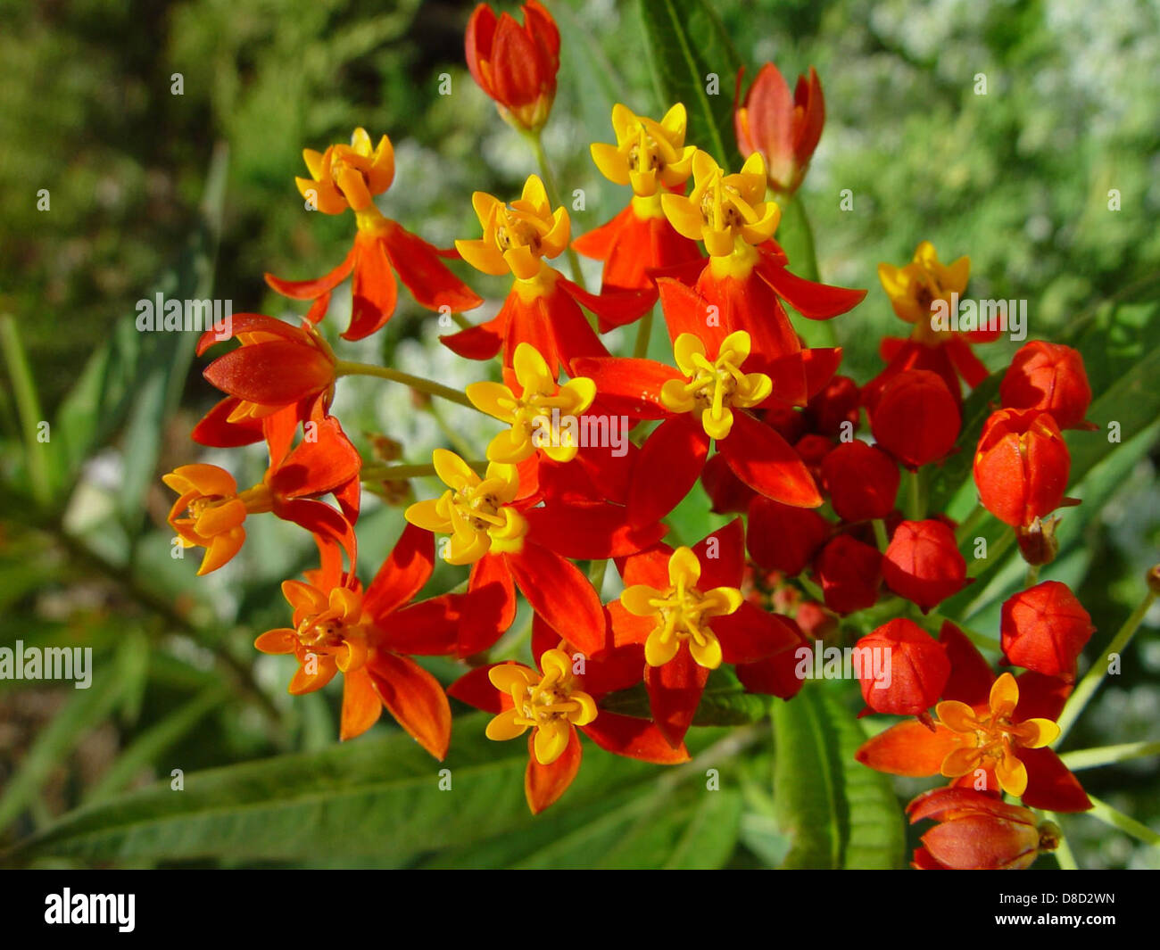 Orange and yellow flowers Stock Photo Alamy