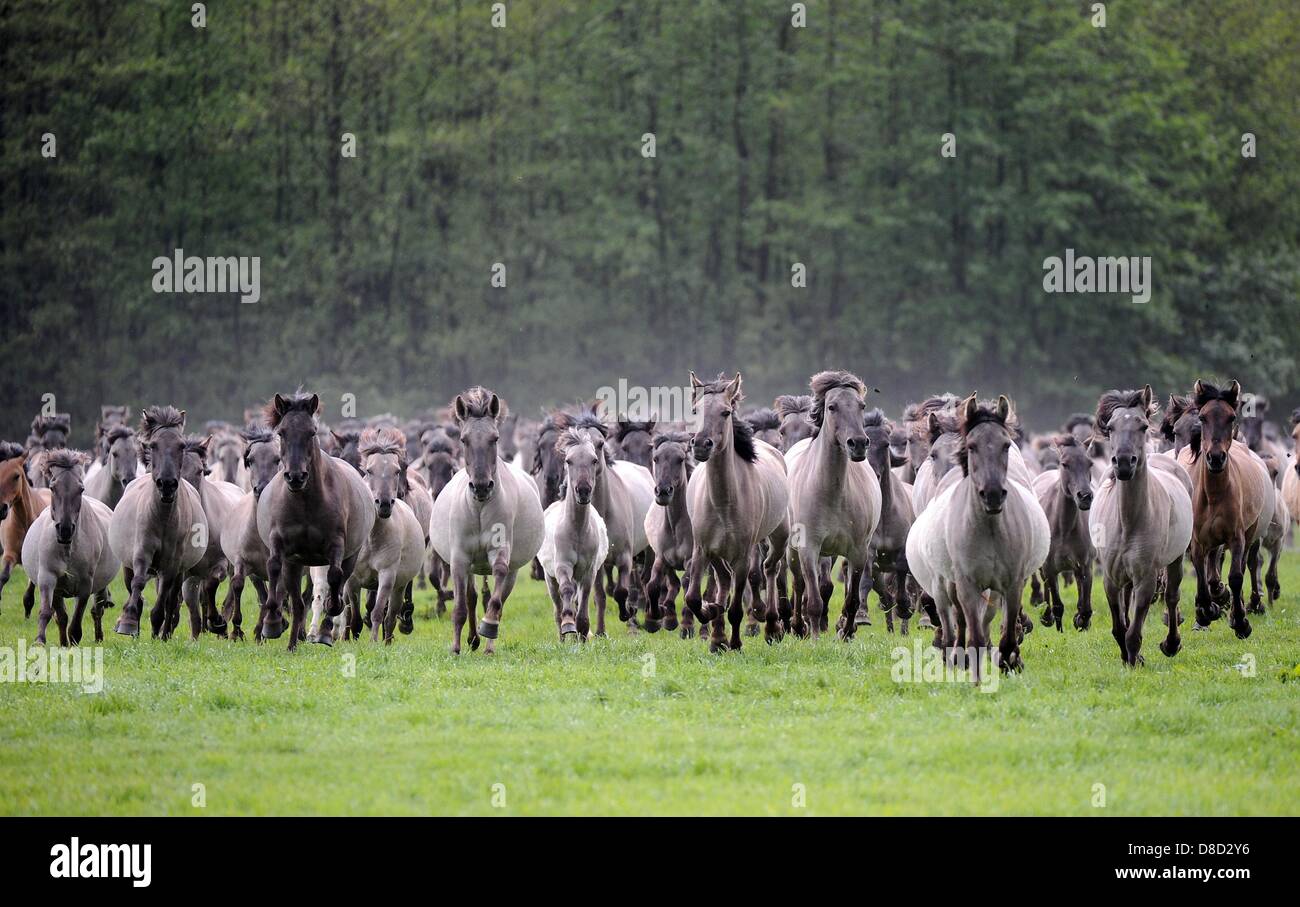 The herd of Duelmen wild horses gallops into the catching arena on the wild horse catching day in the wild horse park Merfelder Bruch near Duelmen, Germany, 25 May 2013. Every year on the last Saturday of May, the herd of the freely living animals is rounded up in order to catch the one-year-old studs. Photo: HENNING KAISER Stock Photo