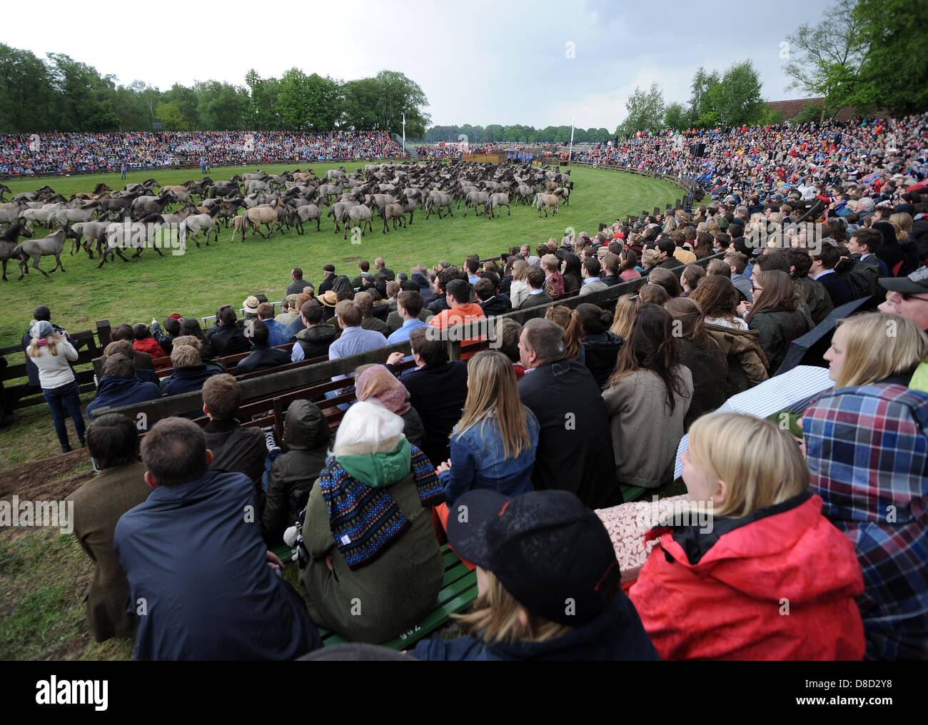 The herd of Duelmen wild horses runs through the catching arena on the wild horse catching day in the wild horse park Merfelder Bruch near Duelmen, Germany, 25 May 2013. Every year on the last Saturday of May, the herd of the freely living animals is rounded up in order to catch the one-year-old studs. Photo: HENNING KAISER Stock Photo