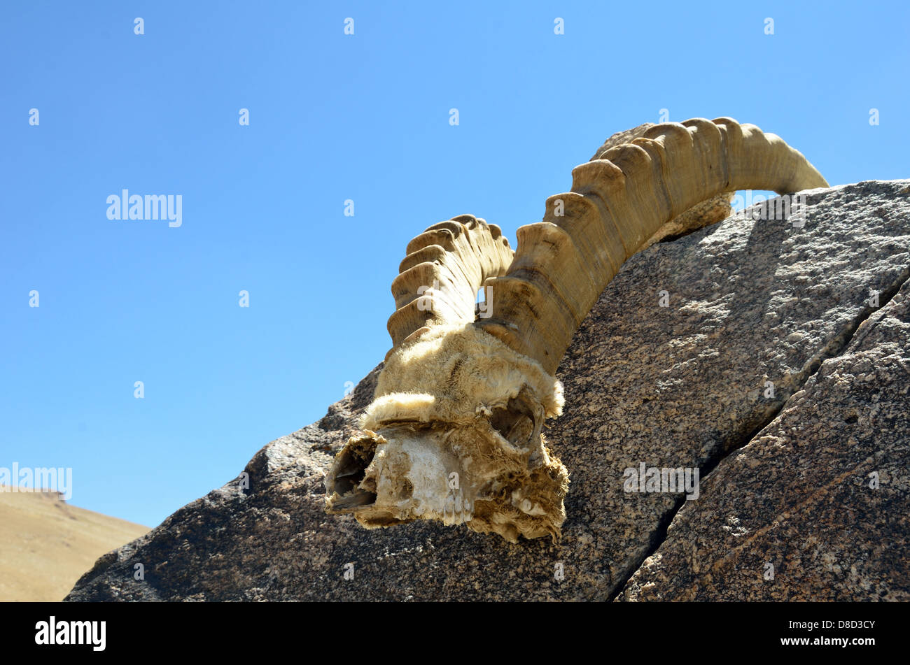 Horns of The Central Asian ibex (Capra sibirica) Stock Photo