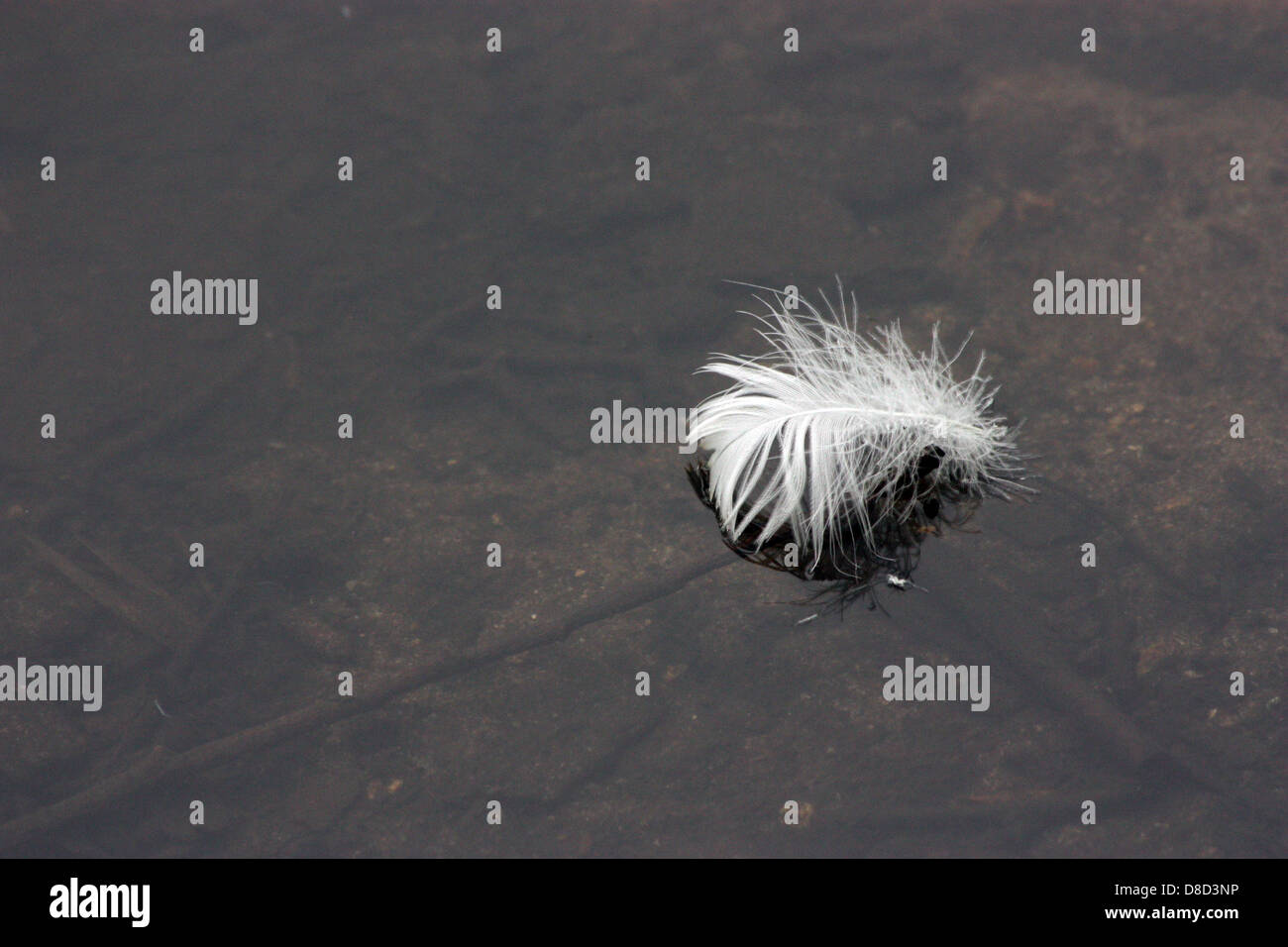 White feather floating on water Stock Photo Alamy