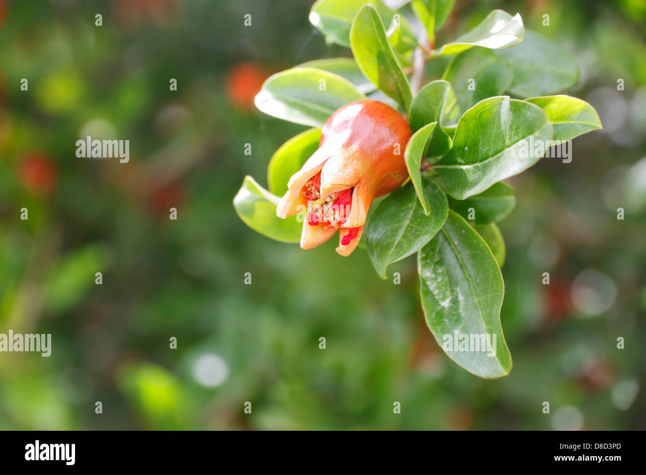 Blossom turning into fruit, Pomegranate, Punica Granatum Stock Photo