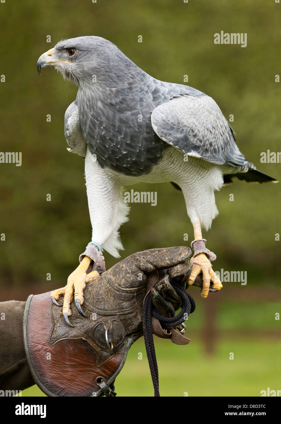 Blackchested Buzzard Eagle Geranoaetus melanoleucus Stock Photo Alamy