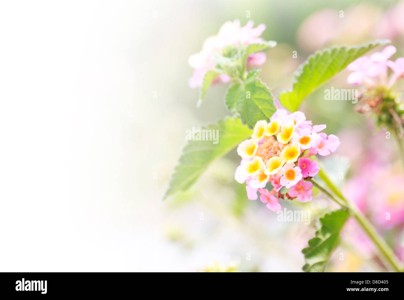 Abstract wild flowers hi-res stock photography and images - Alamy