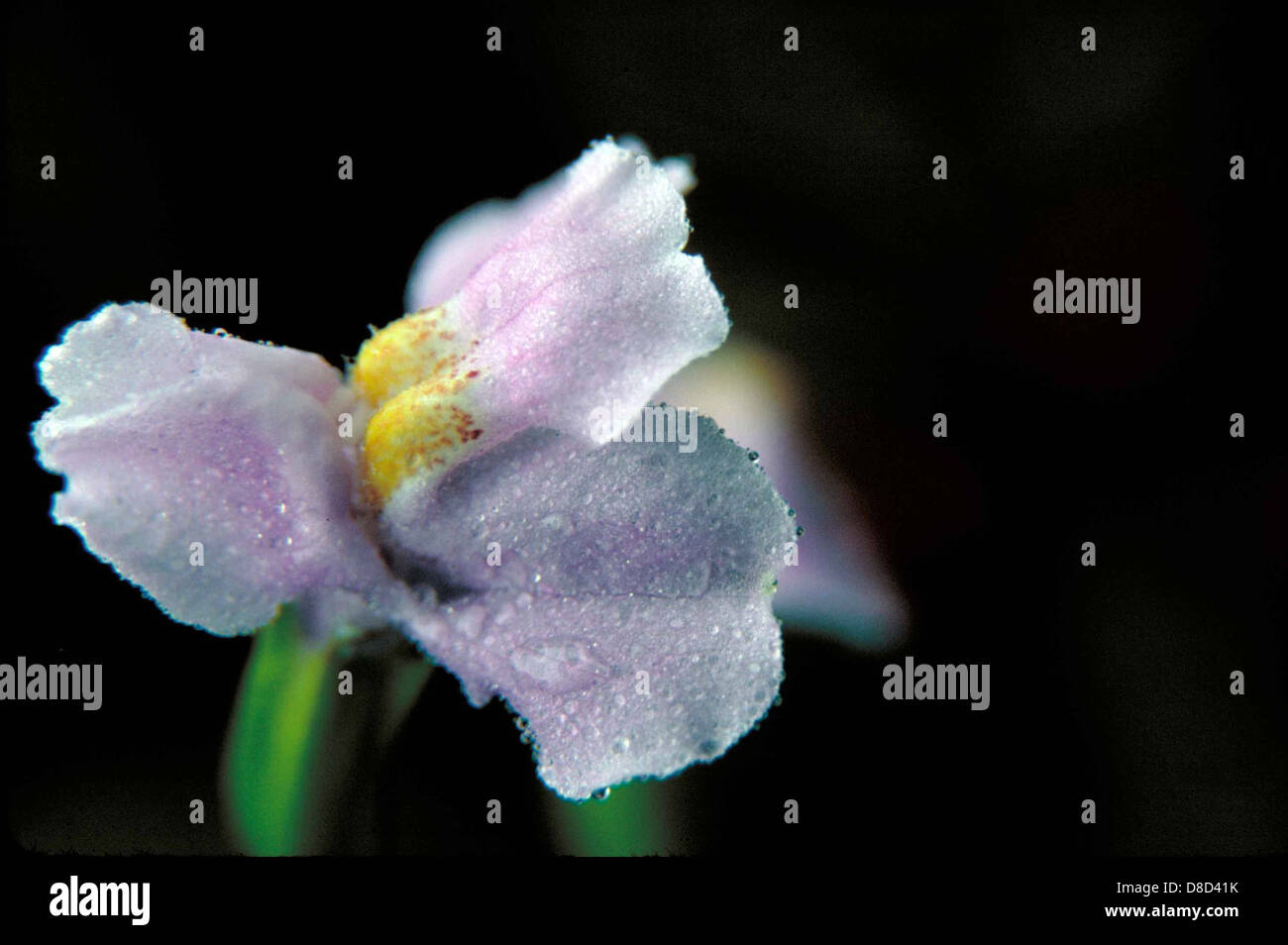 Picture of a small blue winged monkey flower mimulus alatus. Stock Photo