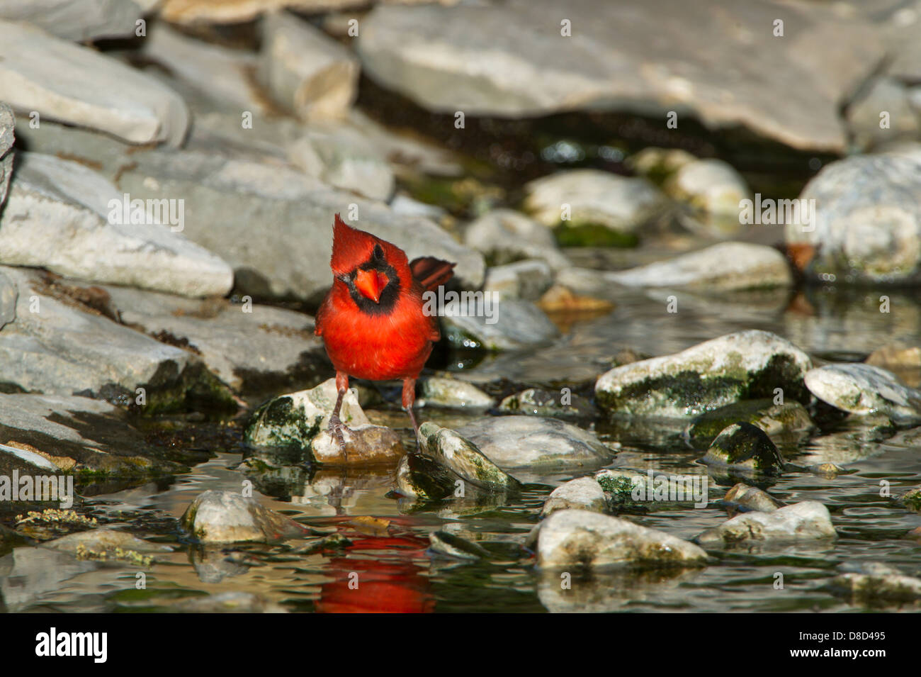 Male Northern cardinal bird bathing in a rocky puddle, Christoval, Texas, USA Stock Photo