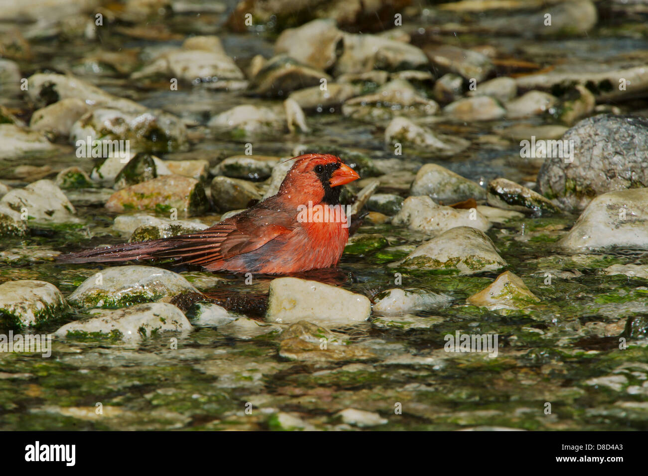 Male Northern cardinal bird bathing in a rocky puddle, Christoval, Texas, USA Stock Photo