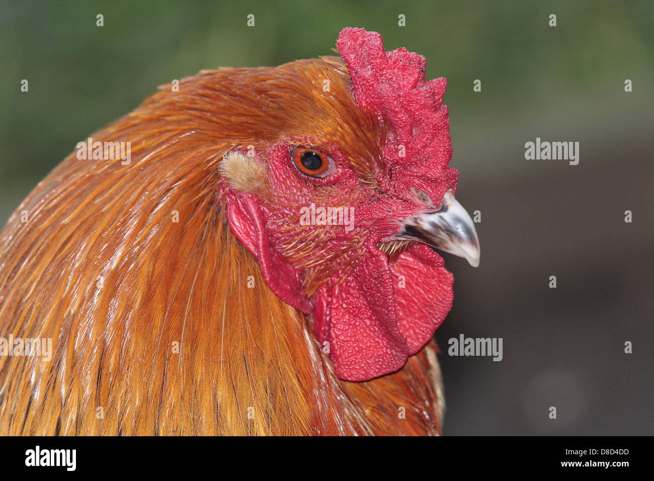Cockbird hi-res stock photography and images - Alamy