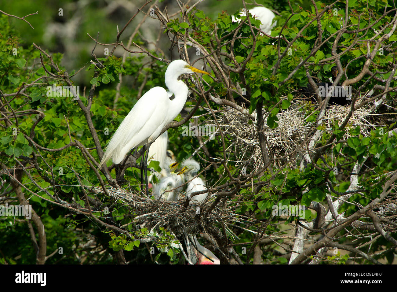 great white egret perched on a branch protecting the nest with chicks, Bolivar Peninsula, Texas, USA Stock Photo
