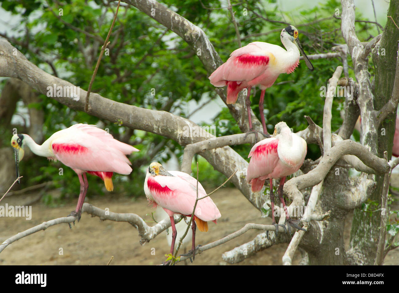 roseate spoonbill birds perched on a branch, Bolivar Peninsula, Texas, USA Stock Photo