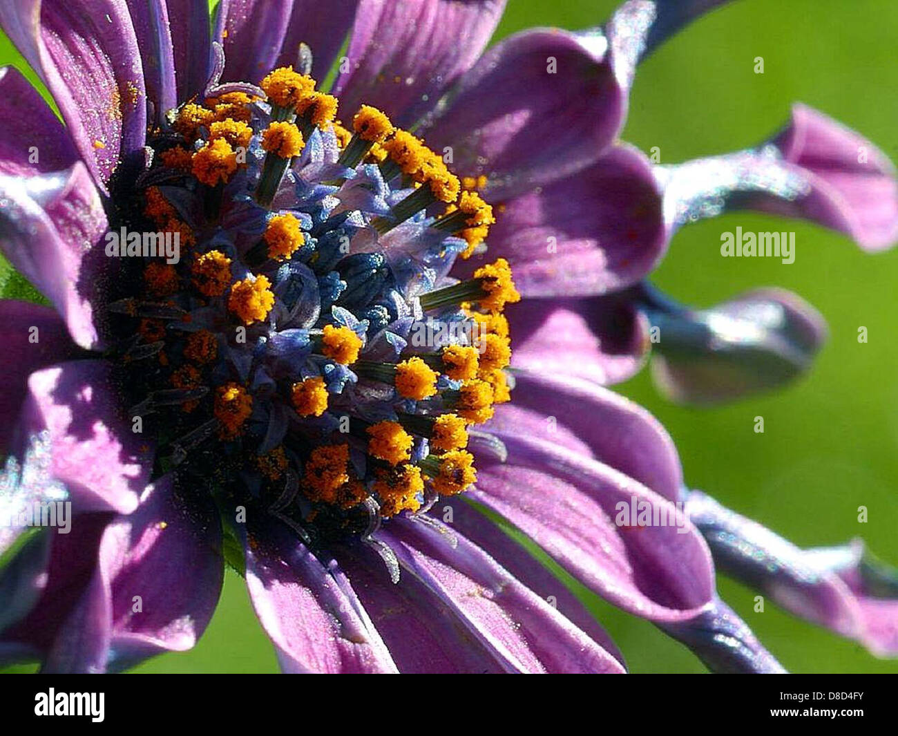 Yellow Poller This image focuses on flowers covered with pollen. The vibrant yellow ...