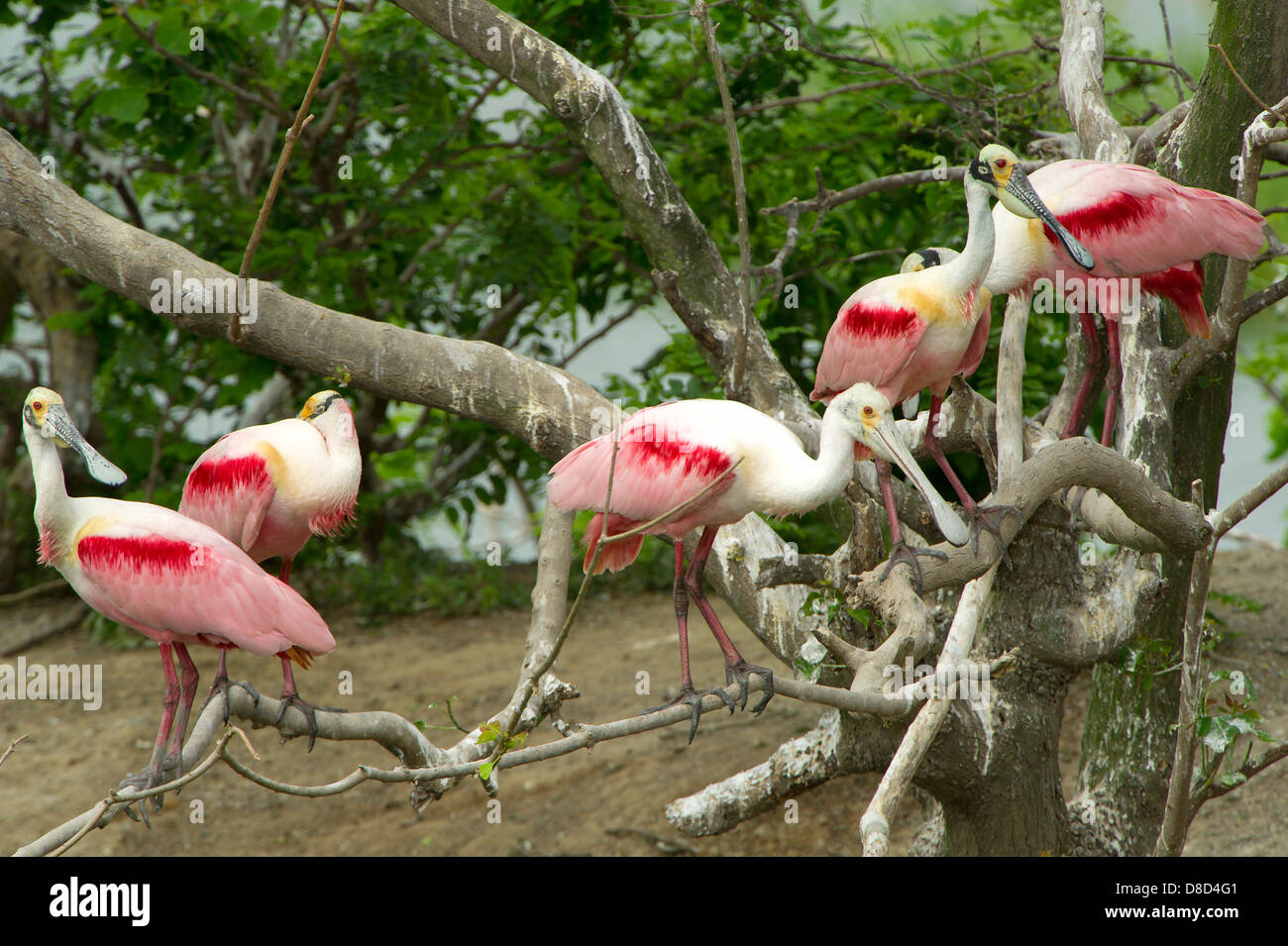 roseate spoonbill birds perched on a branch, Bolivar Peninsula, Texas, USA Stock Photo