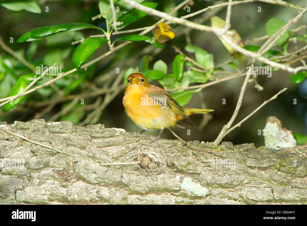 Female blue grosbeak perched on a branch, High Island, Bolivar Island, Texas, USA Stock Photo