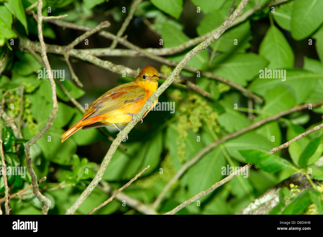 Female blue grosbeak perched on a branch, High Island, Bolivar Island