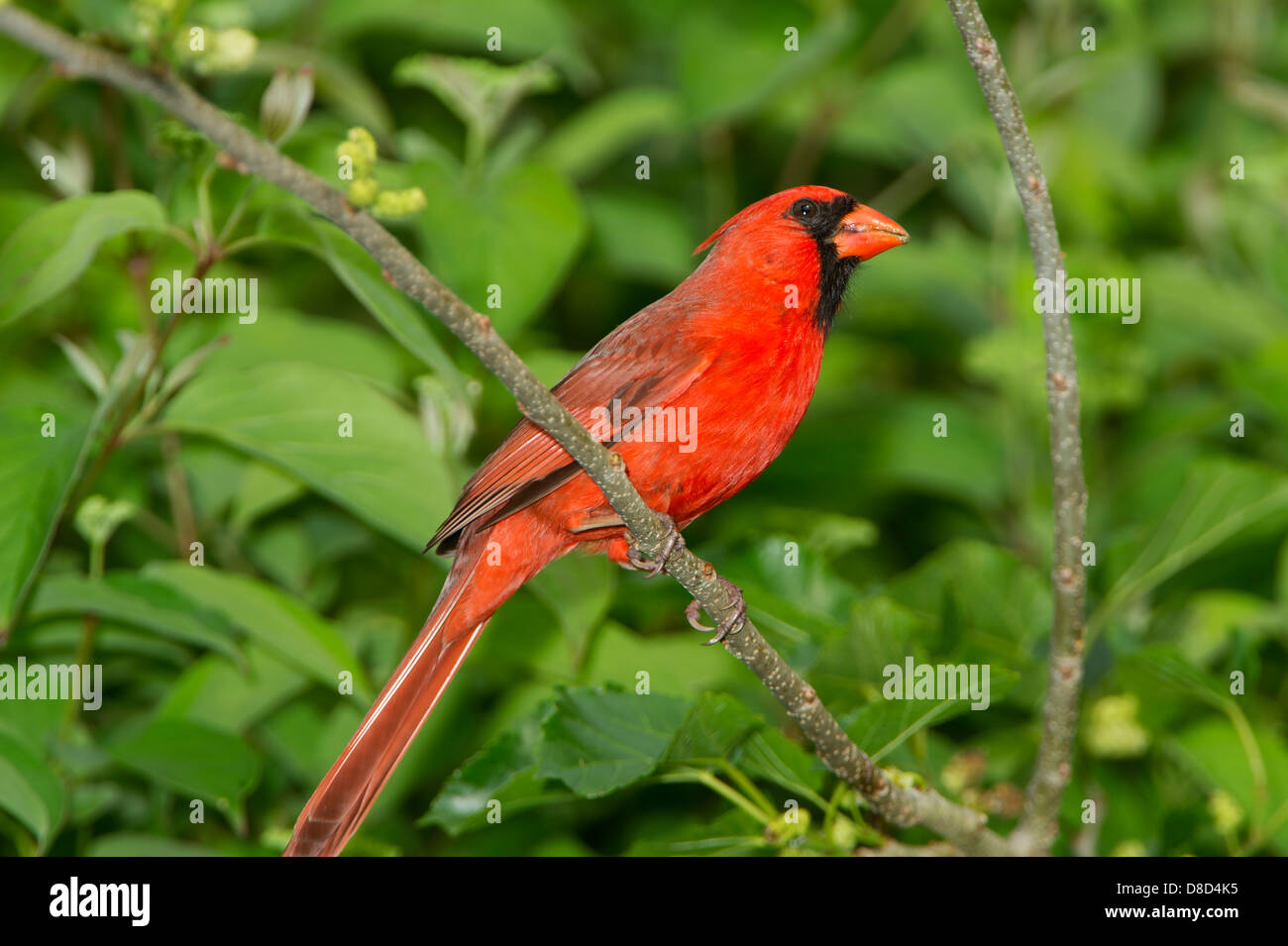 NORTHERN CARDINAL SCIENTIFIC NAME visual data 2