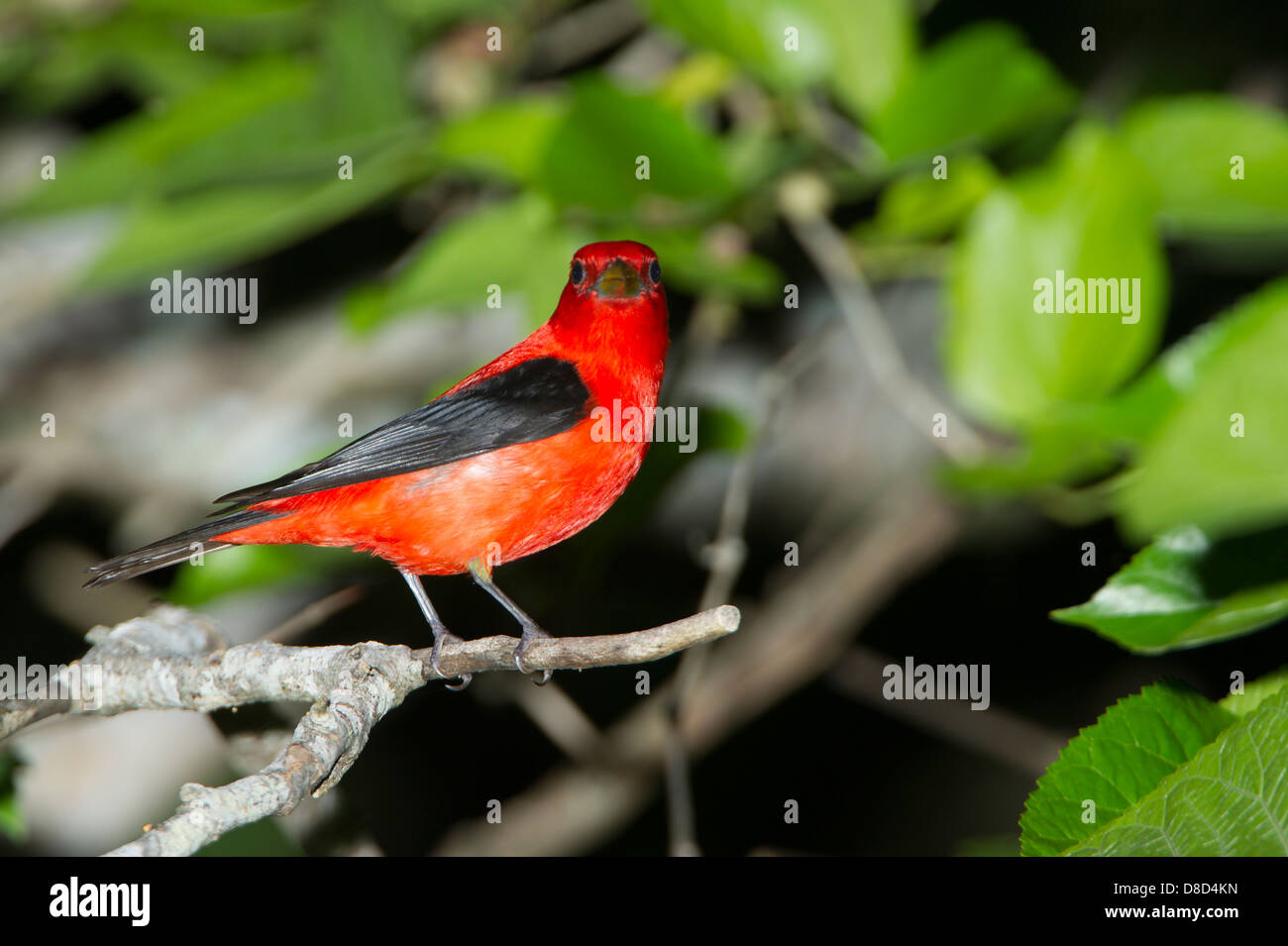 male scarlet tanager perched on a branch, High Island, Bolivar Island, Texas, USA Stock Photo