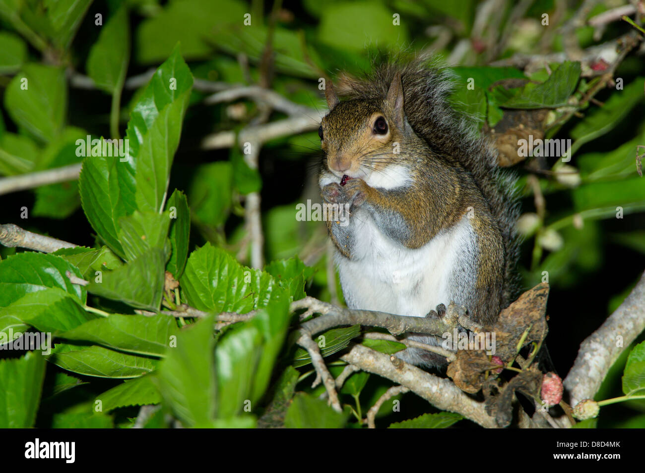 eastern gray squirrel eating a bud in a tree, High Island, Bolivar