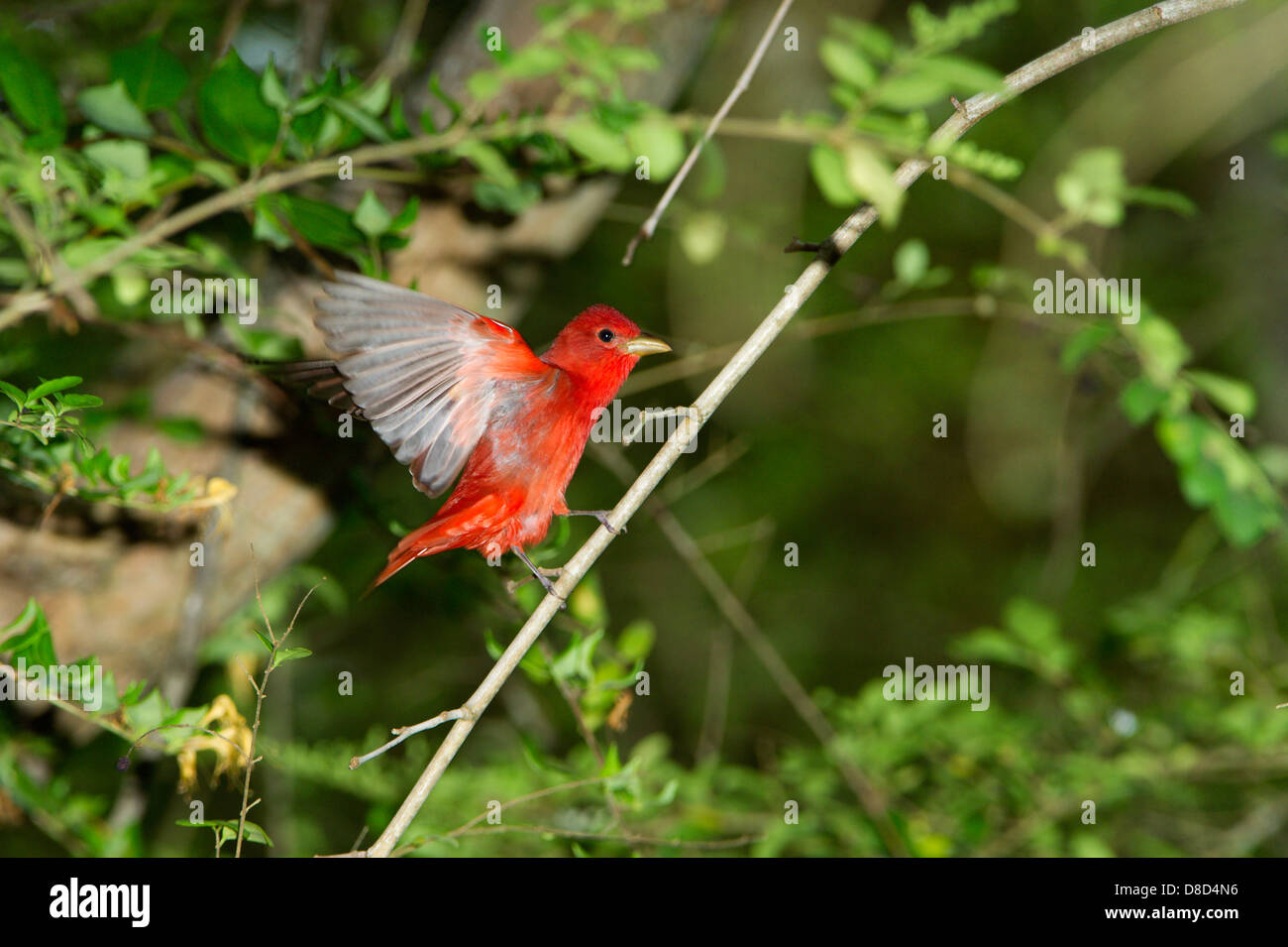 male scarlet tanager perched on a branch, High Island, Bolivar Island, Texas, USA Stock Photo