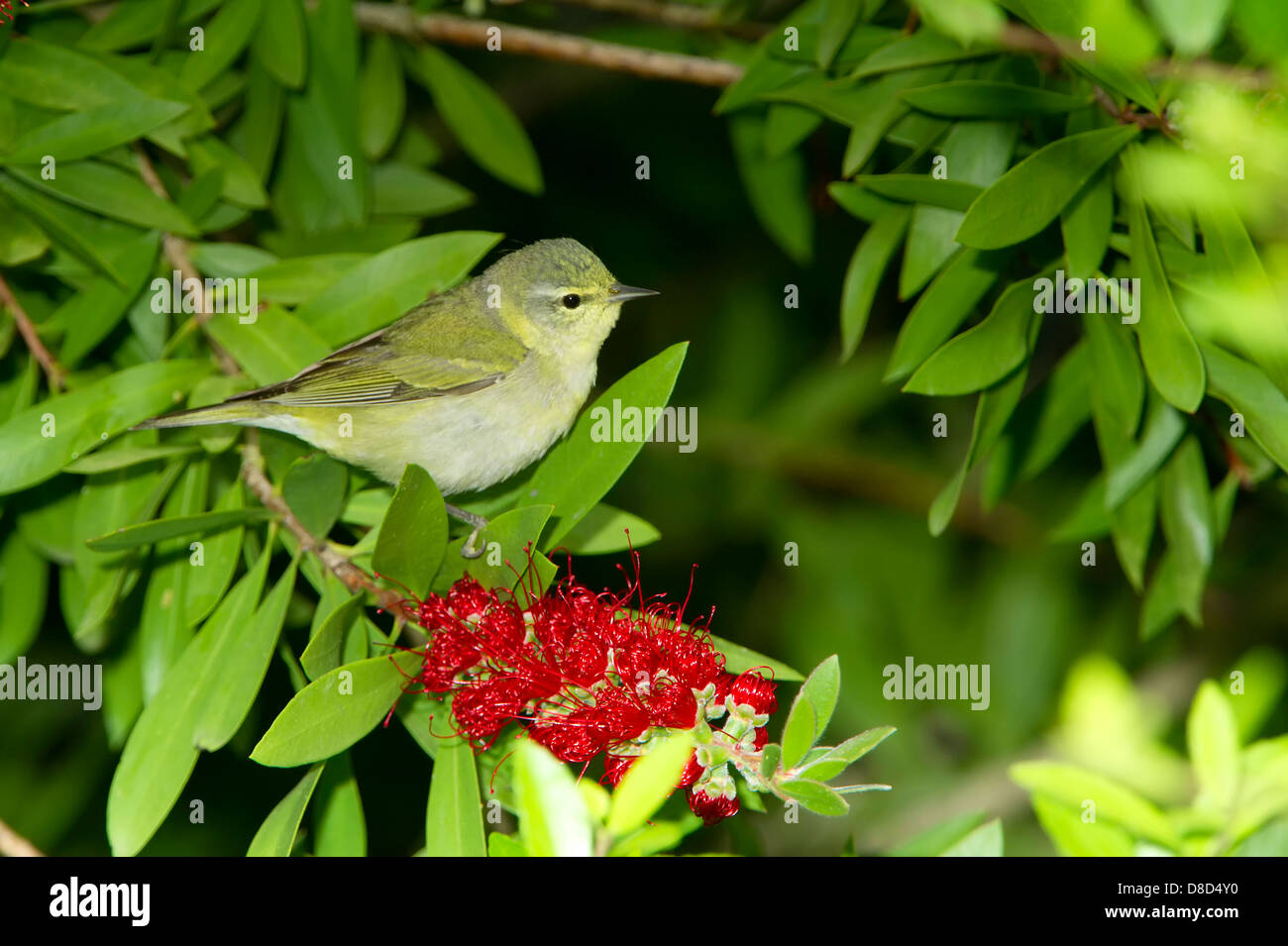 Orange-crowned warbler perched on a branch, High Island, Bolivar Island, Texas, USA Stock Photo