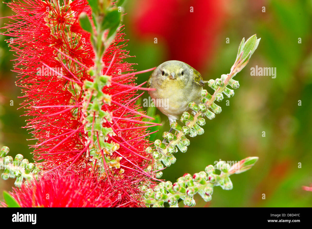 Orange-crowned warbler perched on a branch, High Island, Bolivar Island, Texas, USA Stock Photo