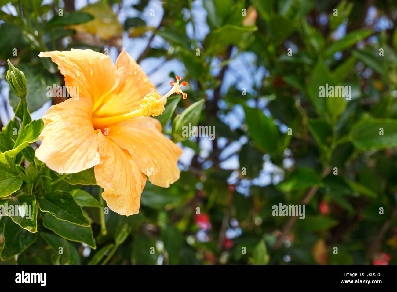 Pastel orange hires stock photography and images Alamy