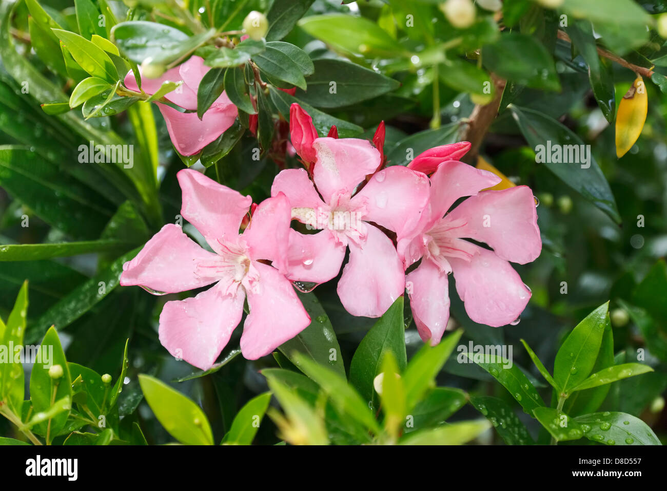 Oleander tree pink blossoms covered with raindrops, Cyprus Stock Photo