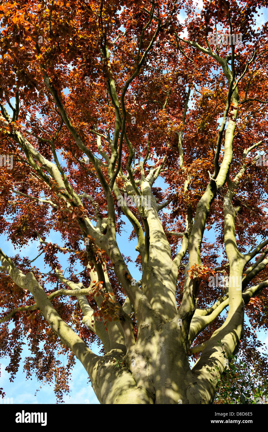 Copper Beech Tree (Fagus sylvatica) Stock Photo
