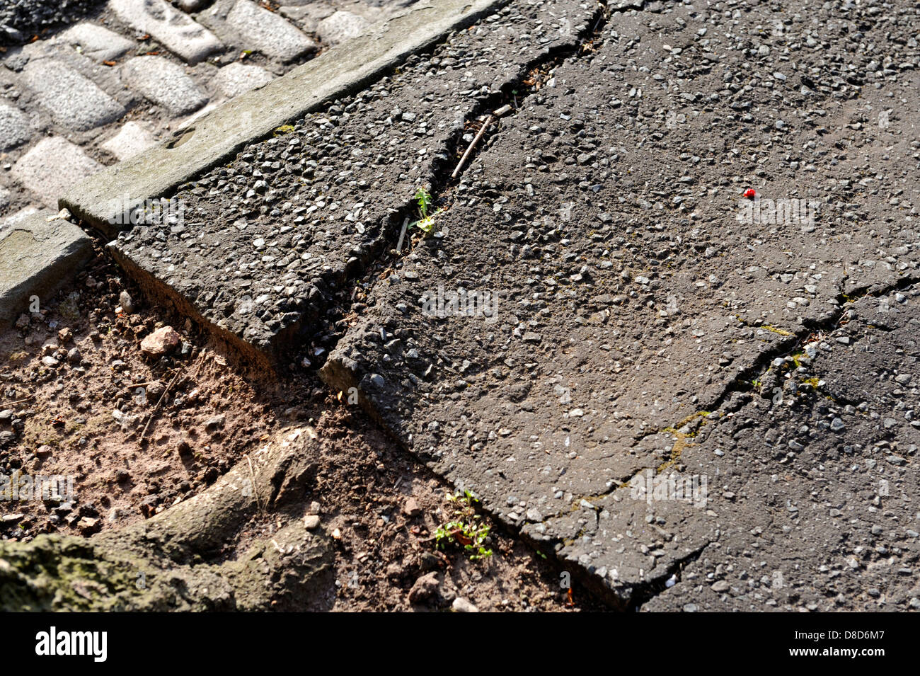 Tree roots cracking pavement Stock Photo