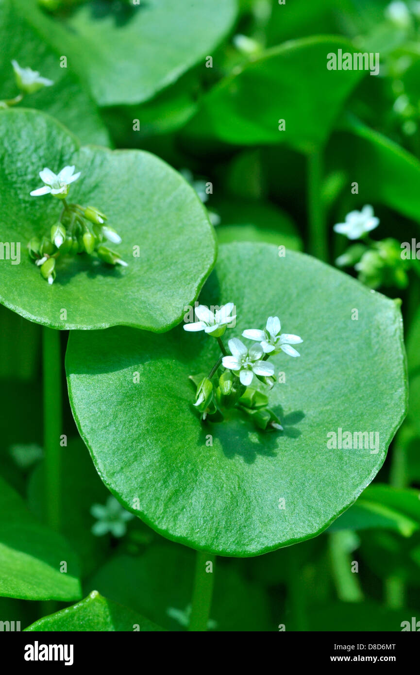 Winter Purslane or Miners Lettuce, Claytonia perfoliata, annual salad ...