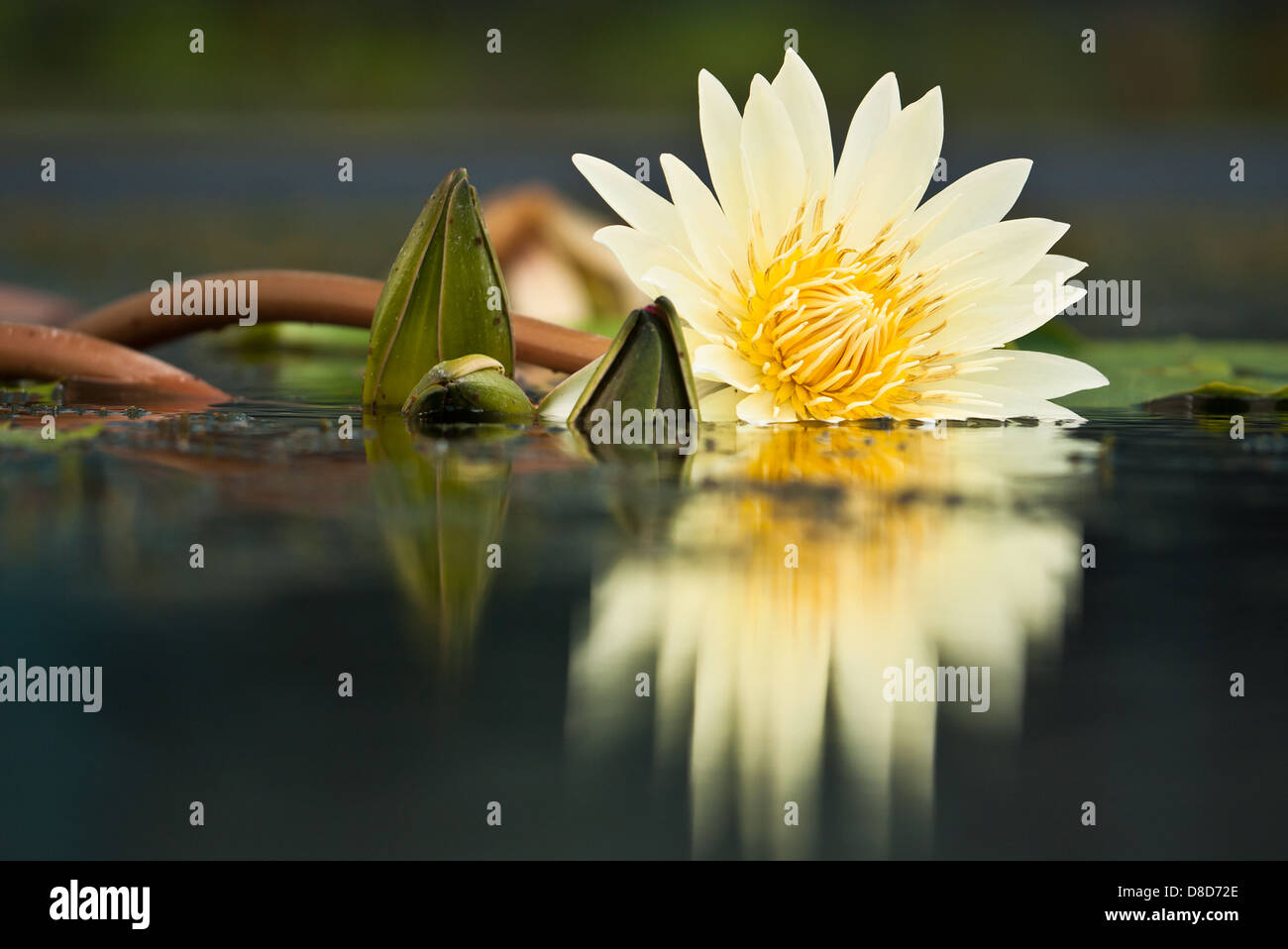 A water lily Stock Photo - Alamy