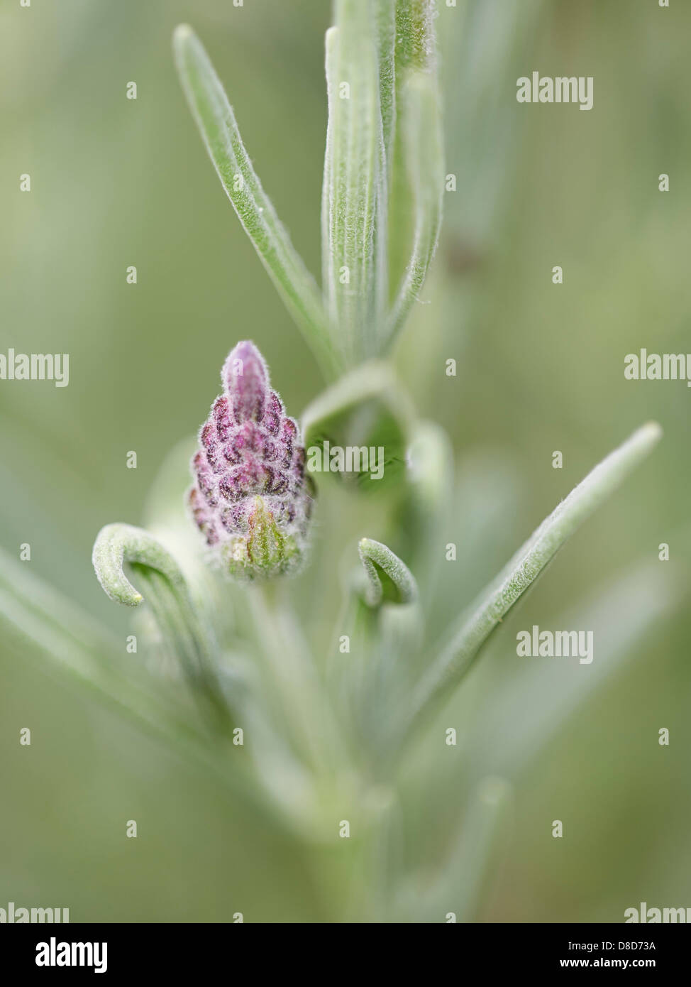 Lavender flowering plant Stock Photo